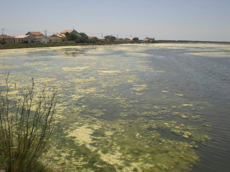 L'etang d'ingril  Frontignan