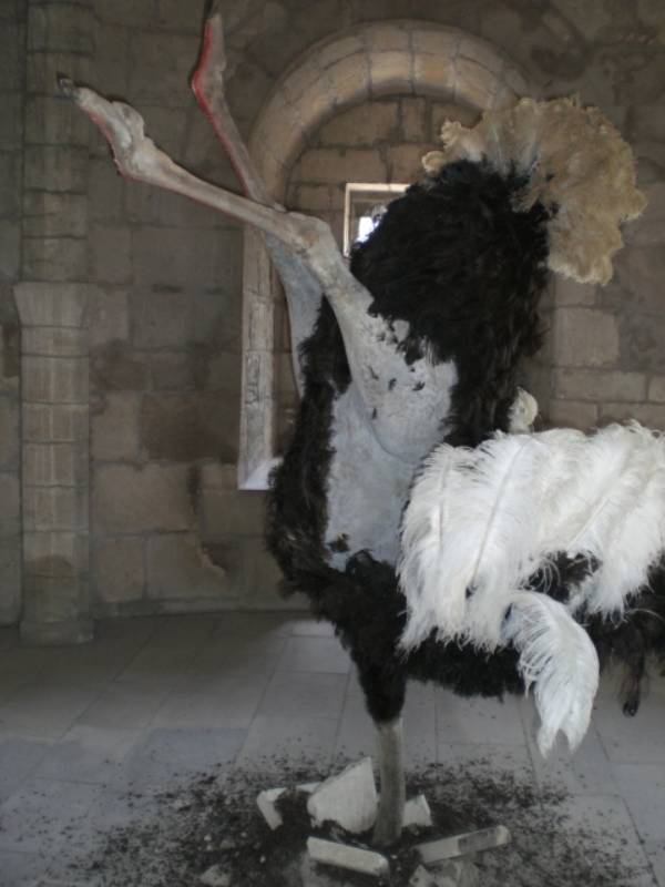 animation Aigues Mortes