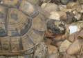 tortue